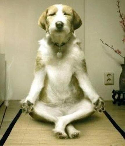 funny-animal-pictures-blague-humour-chien