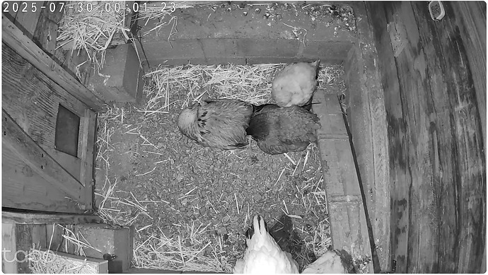 poulailler_camera_capture_ecran_2