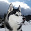 Husky07