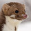 Mr_Lefouineur Mr_Lefouineur
